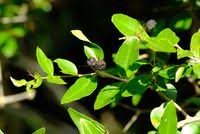 Image result for Carissa tetramera