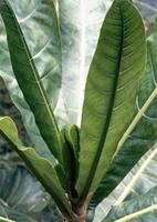 Image result for Breonadia