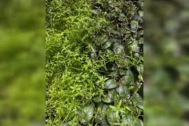 Image result for Oldenlandia capensis