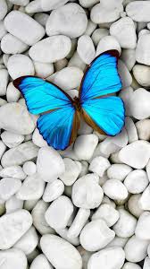 Share the best gifs now >>> Blue Butterfly Wallpaper Nawpic