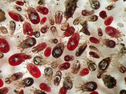 Image result for red mite