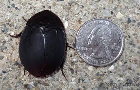 Beetle Big Black Bug In House Pin On Roaches