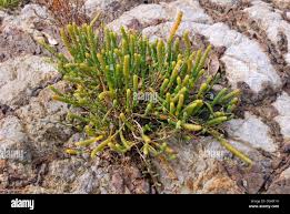 Image result for Halosarcia