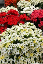 Caring For Flowering Kalanchoes A Popular Succulent Houseplant Blooming Plants House Plants Succulents
