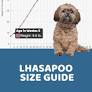 Lhasapoo full grown from doodledoods.com