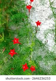 Image result for Ipomoea quamoclit