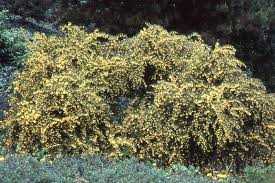 Image result for Heteromorpha stenophylla