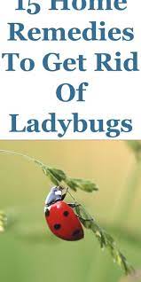 Pin On Ladybugs