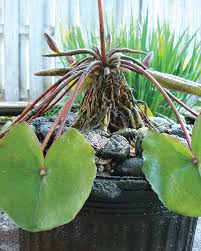 Cut back the thick, long white anchor roots to 6 from the rhizome. Seasonal Maintenance For Healthy Lilies Pond Trade Magazine