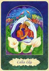 Image Calla Lily Calla Lily Flower Cards Flower Essences
