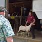 Sheep Shearing at The Amish Farm and House