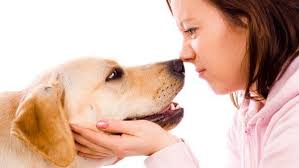 Cães conseguem detectar câncer de pulmão com o olfato | VEJA