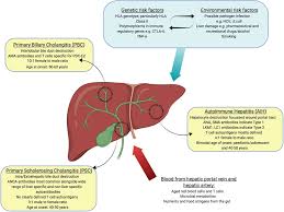 How do you get bad blood? Frontiers Antigen Specific Immunotherapy For Treatment Of Autoimmune Liver Diseases Immunology