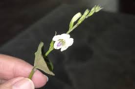 Image result for Pentas micrantha