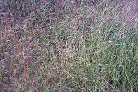 Image result for Dichanthium