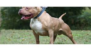 Pitbull Lar 10 Yildir Yasak Ama Magazin Haberleri Ntv