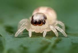 (i don't know if they were by this type of spider or not). Spiders In An Apartment How To Avoid An Unpleasant Neighborhood