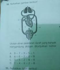 Urutan Aliran Peredaran Darah Yang Banyak Mengandung Oksigen Ditunjukkan Nomor Brainly Co Id