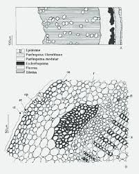 Image result for Indigofera microcarpa