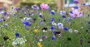 Even though the smell is intriguing, don't be tempted to taste the poisonous blossom. Why Do Wildflowers Smell Grow Wild