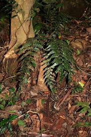 Image result for Lomariopsidaceae