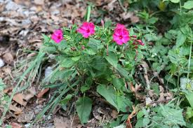 Image result for Mirabilis jalapa