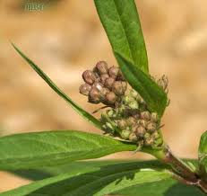 Asclepias Incarnata Swamp Milkweed For Monarch Butterflies Swamp Milkweed Asclepias Incarnata Milkweed Plant