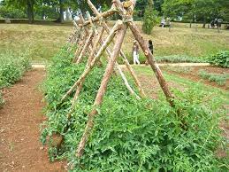 Photo Sharing Garden Structures Vegetable Garden Raised Beds Square Foot Gardening