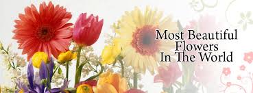 We did not find results for: Most Beautiful Flowers In The World Home Facebook