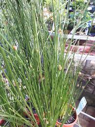 Image result for Ficinia