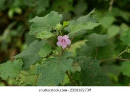 Image result for Urena