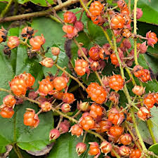 Image result for Rubus iringanus