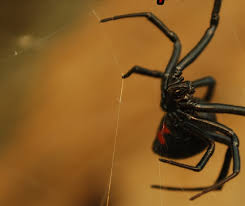 Deadly spiders, ranked by how deadly their venom the brazilian wandering spider is a large and aggressive arachnid from south and those most at risk from black widow bites are the young, elderly, or. The Shy The Venomous And The Mythical 6 Spiders Of The Thompson Okanagan Infonews Thompson Okanagan S News Source