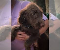5 beautiful little girls and 2 handsome boys! View Ad Labradoodle Litter Of Puppies For Sale Near Georgia Talking Rock Usa Adn 214354