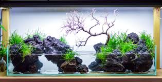 Pin By C 1 A N R E N A T O On A Q U A R I U M In 2020 Aquascape Aquarium Garden Aquascape Aquarium
