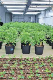Check spelling or type a new query. Ensure Clean Crops From Clone To Harvest Cannabis Business Times
