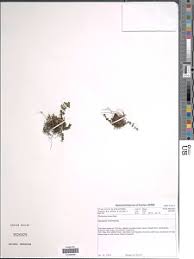 Image result for Cheilanthes angustifrondosa