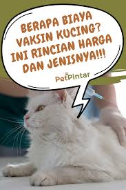 Kucing hitam blog macam macam. Pin Di Tips Hewan Peliharaan