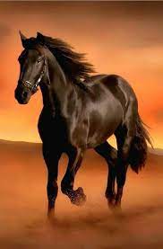 cavalo حصان amerikanskij pejnthors fotografii loshadej loshadinye porody