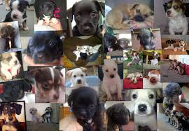 We did not find results for: Happy Tails Pet Pals Gc