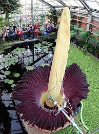 The Corpse Flower Amorphophallus Titanum At Botanic Gardens In Kiel Germany Unusual Flowers Weird Plants Planting Flowers