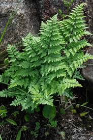Image result for Cheilanthes quadripinnata