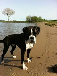 Black And White Boxer Dog Pin By David On Boxers Boxer Dog Puppy Boxer Dogs Black Boxer Dog