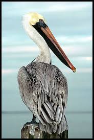 Big Bird With Large Beak Pelicans Have Eight Living Species Characterized W A Long Beak And Large Throat Pouch Used In Catching Prey And Draini Pelican Art Sea Birds Beautiful Birds