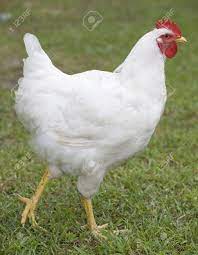 White leghorns are one of the most popular chicken breeds. White Chicken That Is Walking On Green Grass Stock Photo Picture And Royalty Free Image Image 5691833