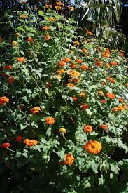 Image result for Tithonia