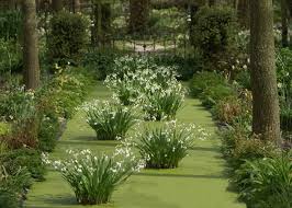 Holland Tuinfleur Oostwold Het Tuinpad Op In Nachbars Garten Varieties Of White Narcissus Line The Long Pond With Leucojum Tuinpad Schaduwplanten Garten
