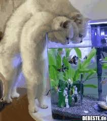 Dieser pinnwand folgen 36551 nutzer auf pinterest. 2 Lustige Gifs Fische Fische Lustig Debeste
