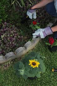 You can also tuck lettuces into fall container gardens alongside pansies and other fall blooms. 393 Flower Mississippi Photos Free Royalty Free Stock Photos From Dreamstime