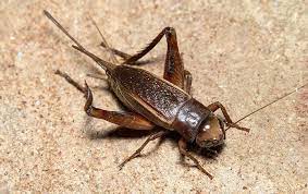 3.the summers here are___hotter_____than they were in the past.(hot). What Do Crickets Eat Pest Control Tx